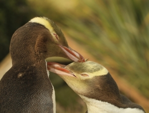 Penguin Place Yellow Eyed Penguins 2